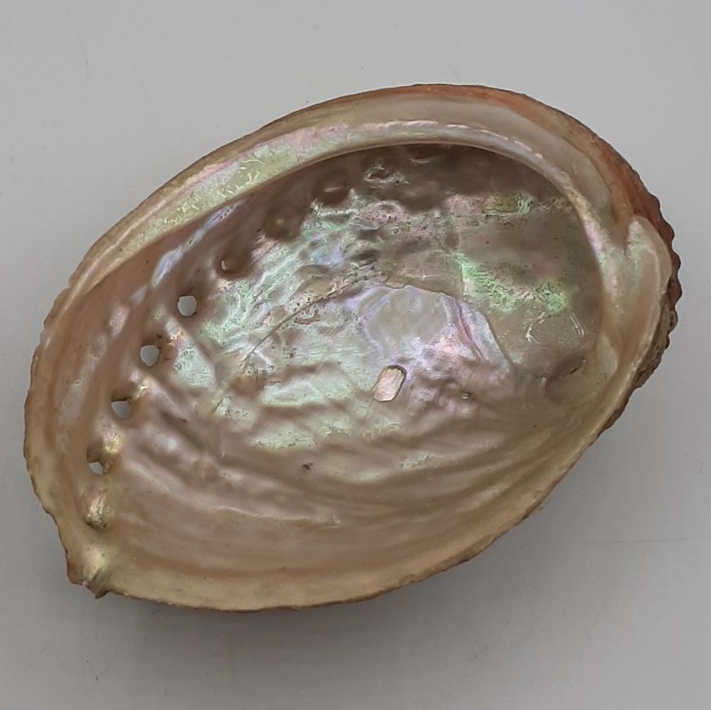 Vintage Colorful Striped White Abalone Sea Shell 5" Irridescent Colors